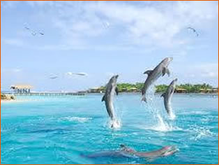Snorkeling Dophin Tours by Roatan Native Charter