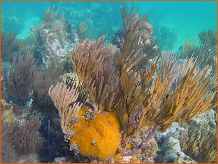 Fishing and Snorkeling Tour by Roatan Native Charter